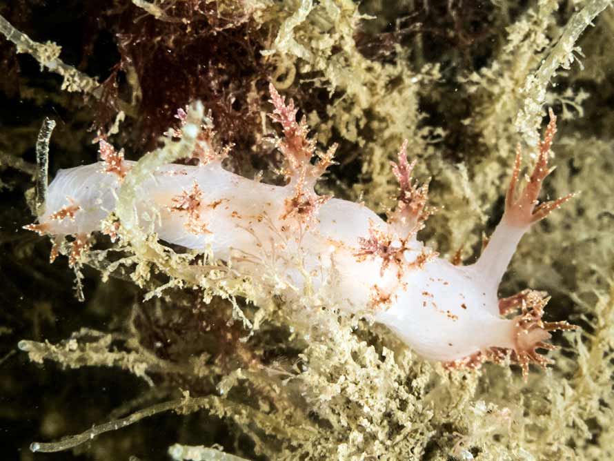 Dendronotus Europaeus dendronotus-europaeus